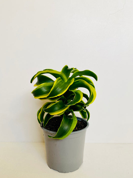 Dracaena Dorado 14cm - Urban Lush NZ