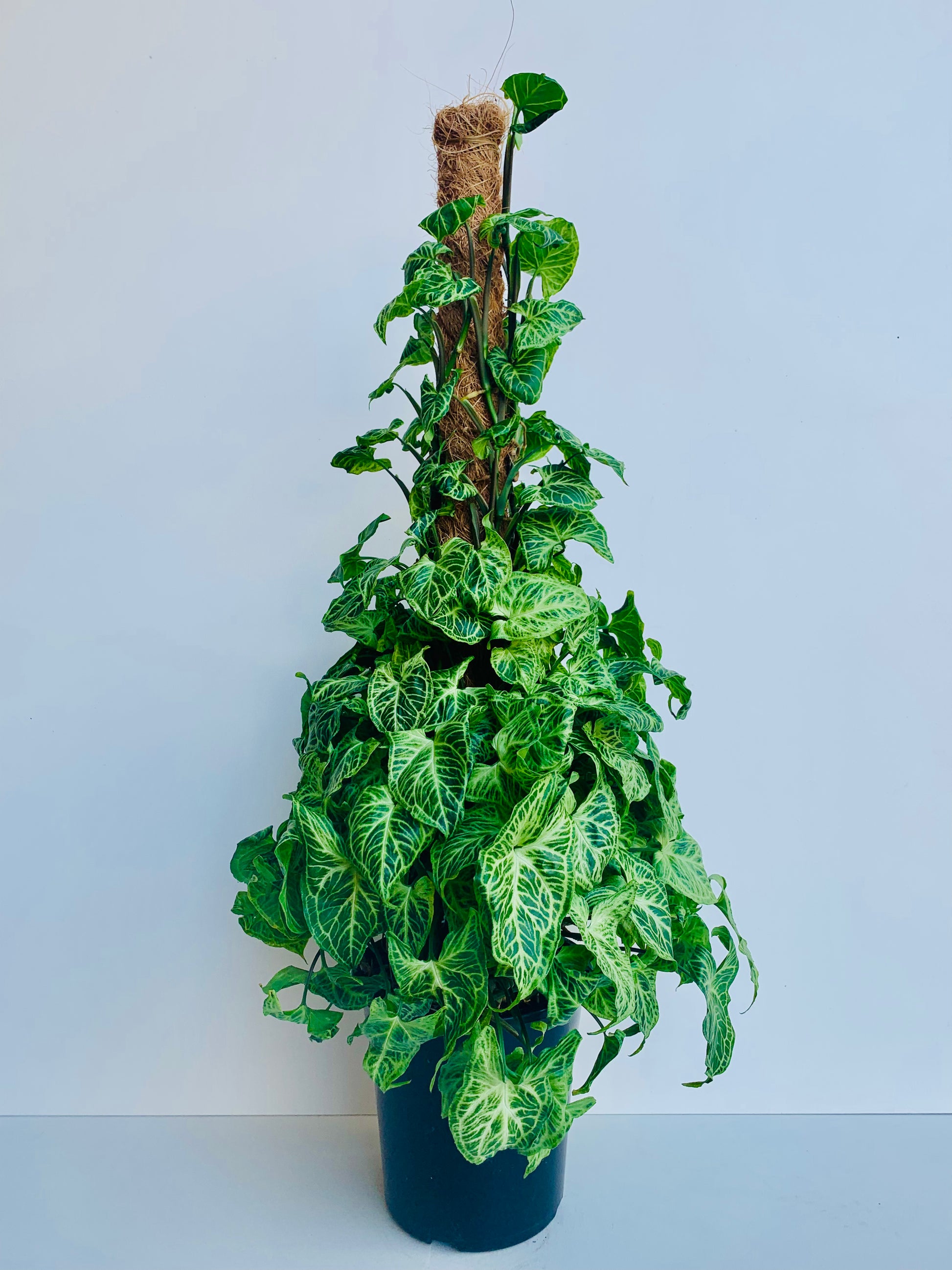 Syngonium Batik 18cm - Urban Lush NZ