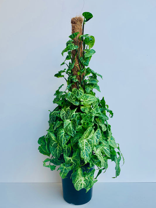 Syngonium Batik 18cm - Urban Lush NZ
