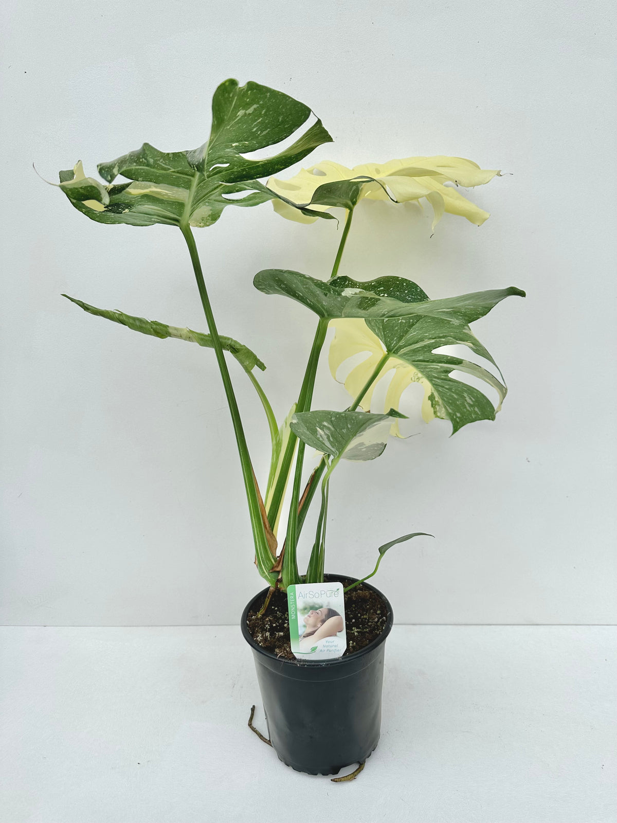 Monstera Thai Constellation 17cm - Urban Lush NZ