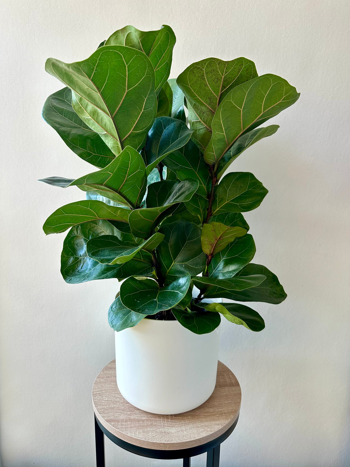 Fiddle Leaf Fig - Ficus Lyrata (Bambino) 17cm