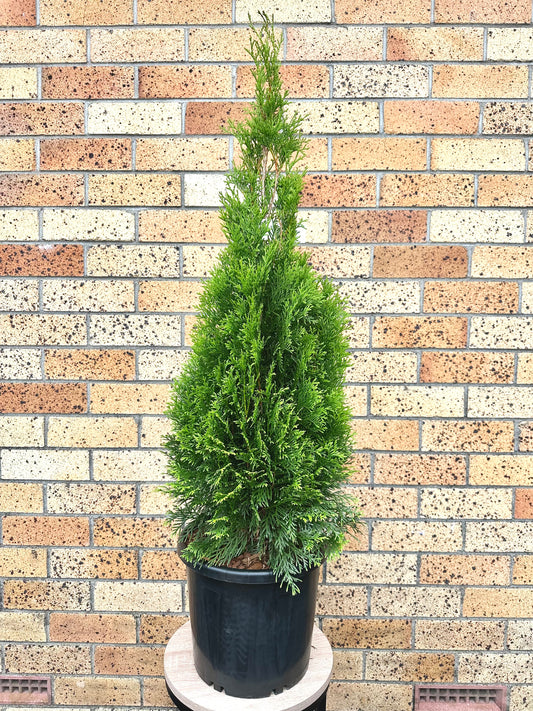 Thuja Smaragd 10L - Urban Lush NZ