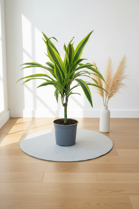Dracaena Green Stripe Multi 2.5L - Urban Lush NZ