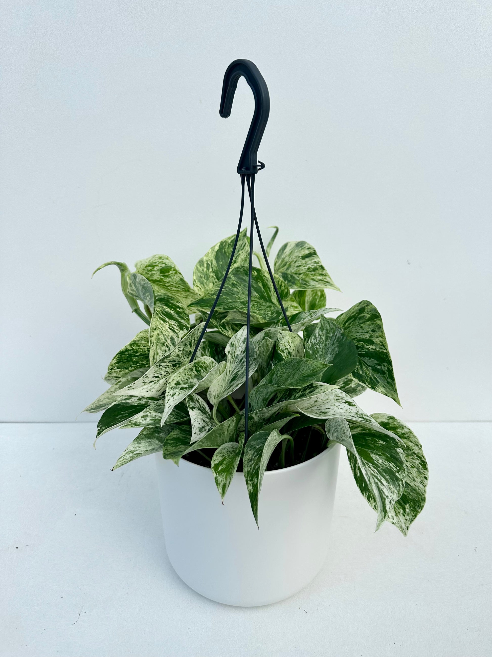 Epipremnum Marble Queen Basket 17CM - Urban Lush NZ