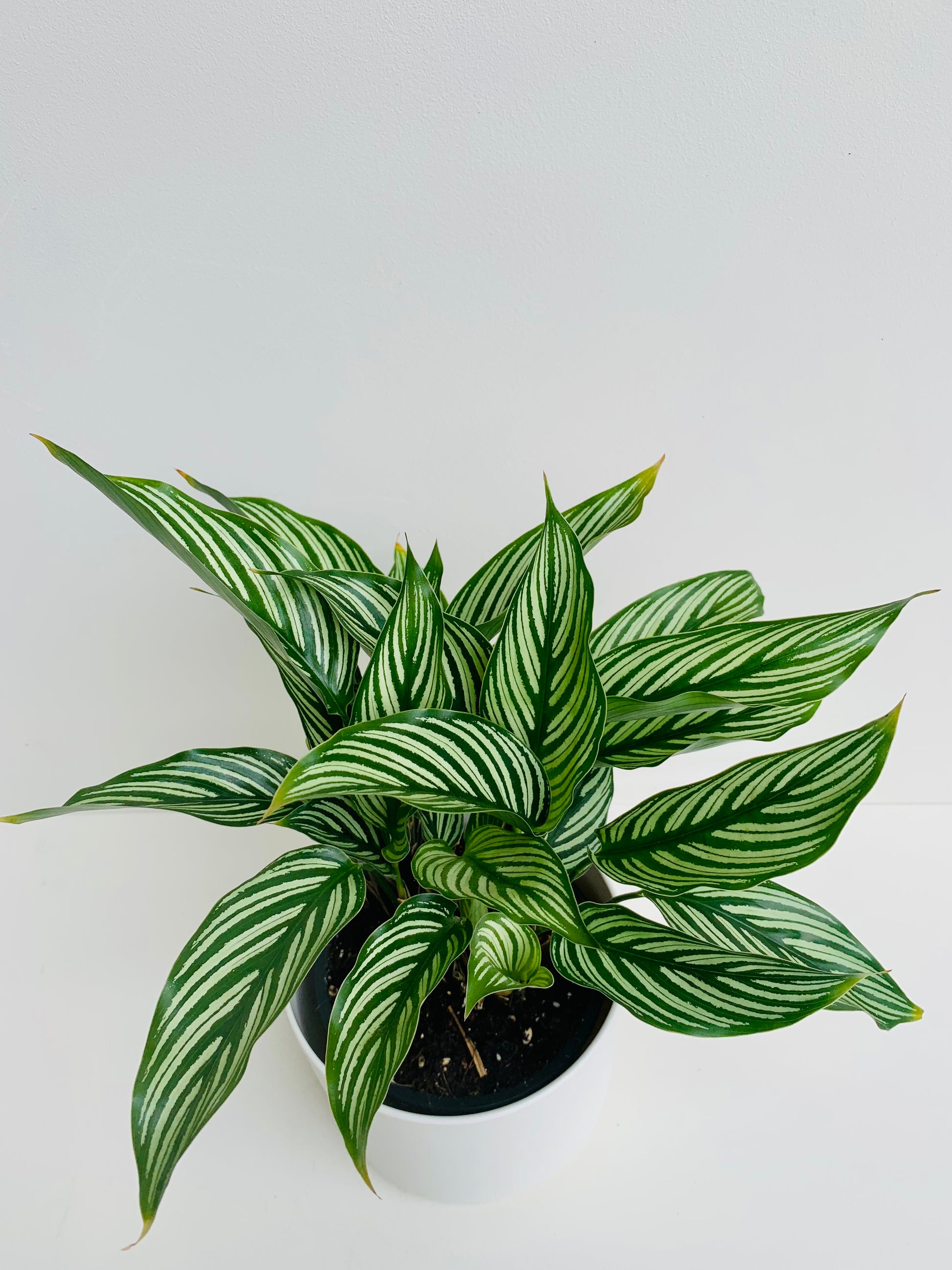 Calathea Vittata 12cm - Urban Lush NZ