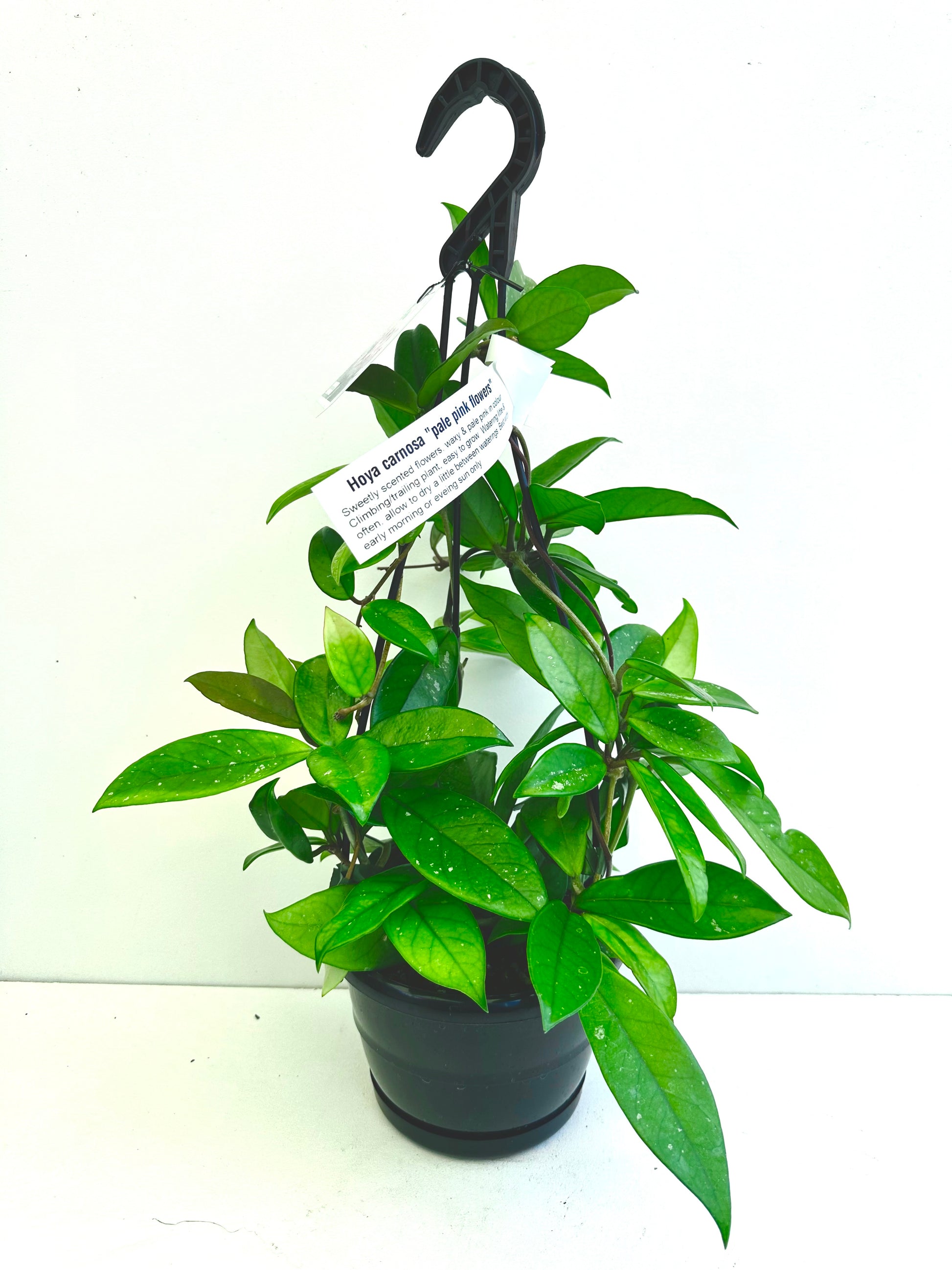 Hoya Carnosa in Basket - Urban Lush NZ