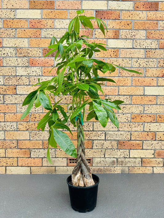 Pachira Braided (Money Tree) Medium 4.5L - Urban Lush NZ