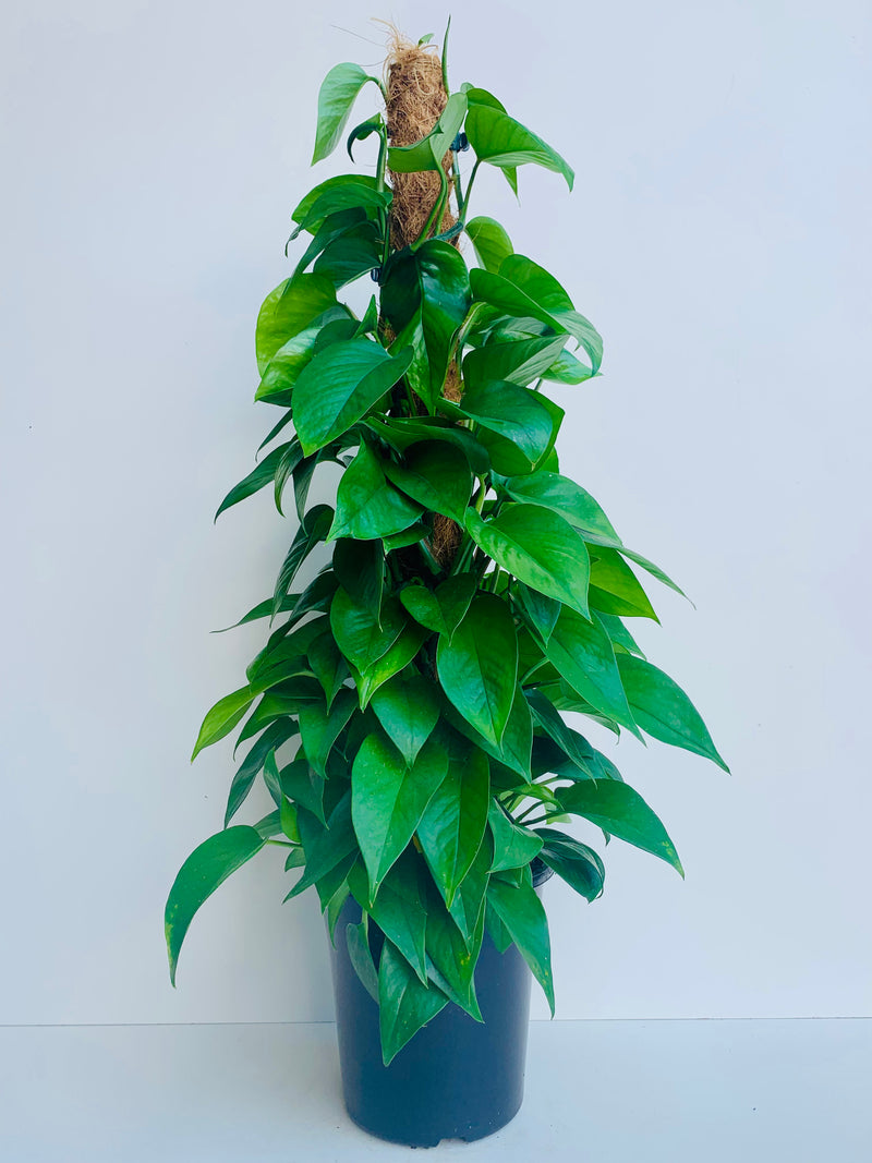 Epipremnum Aureum Green 18cm - Urban Lush NZ