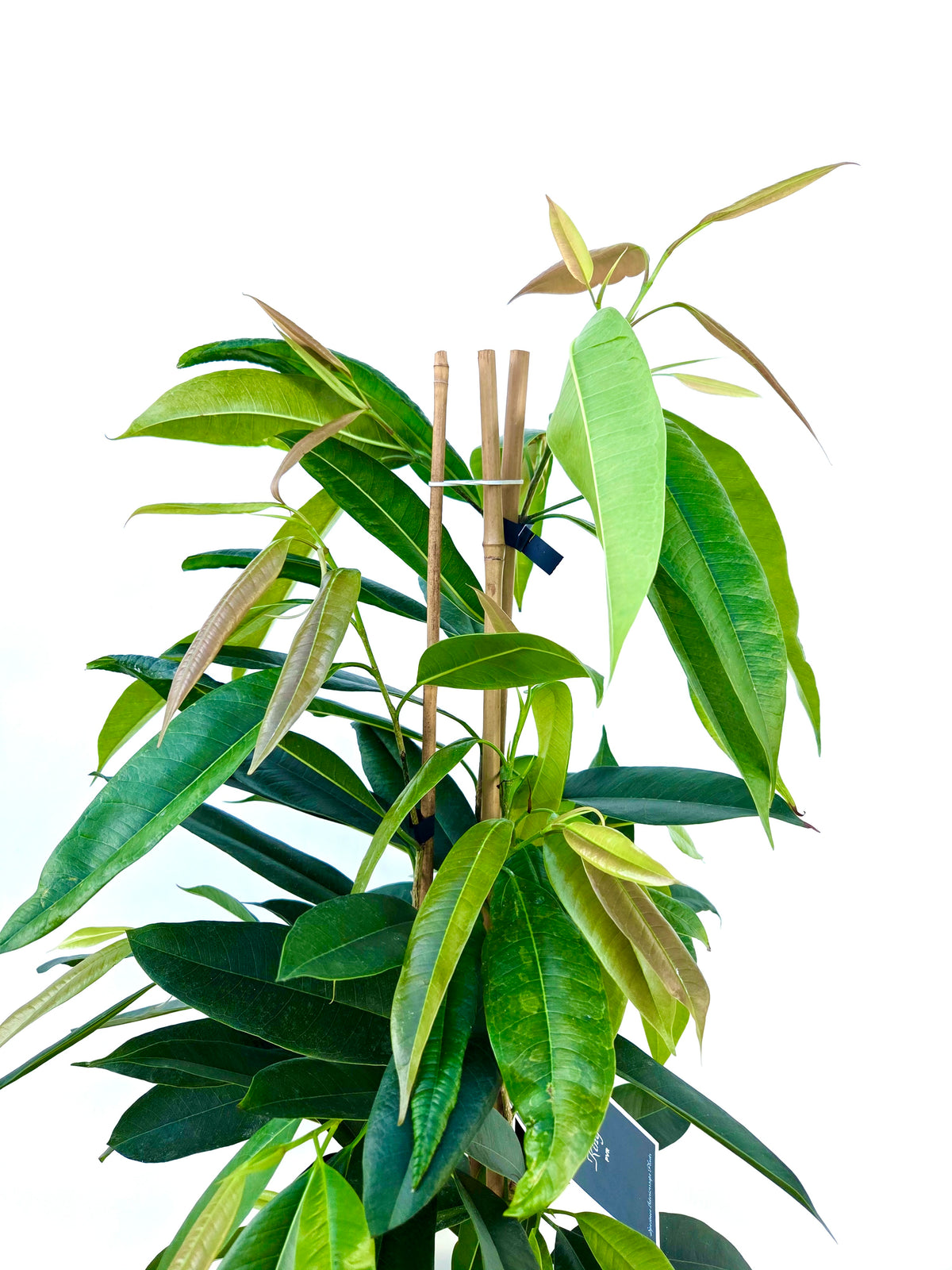 Ficus Amstel King 25CM