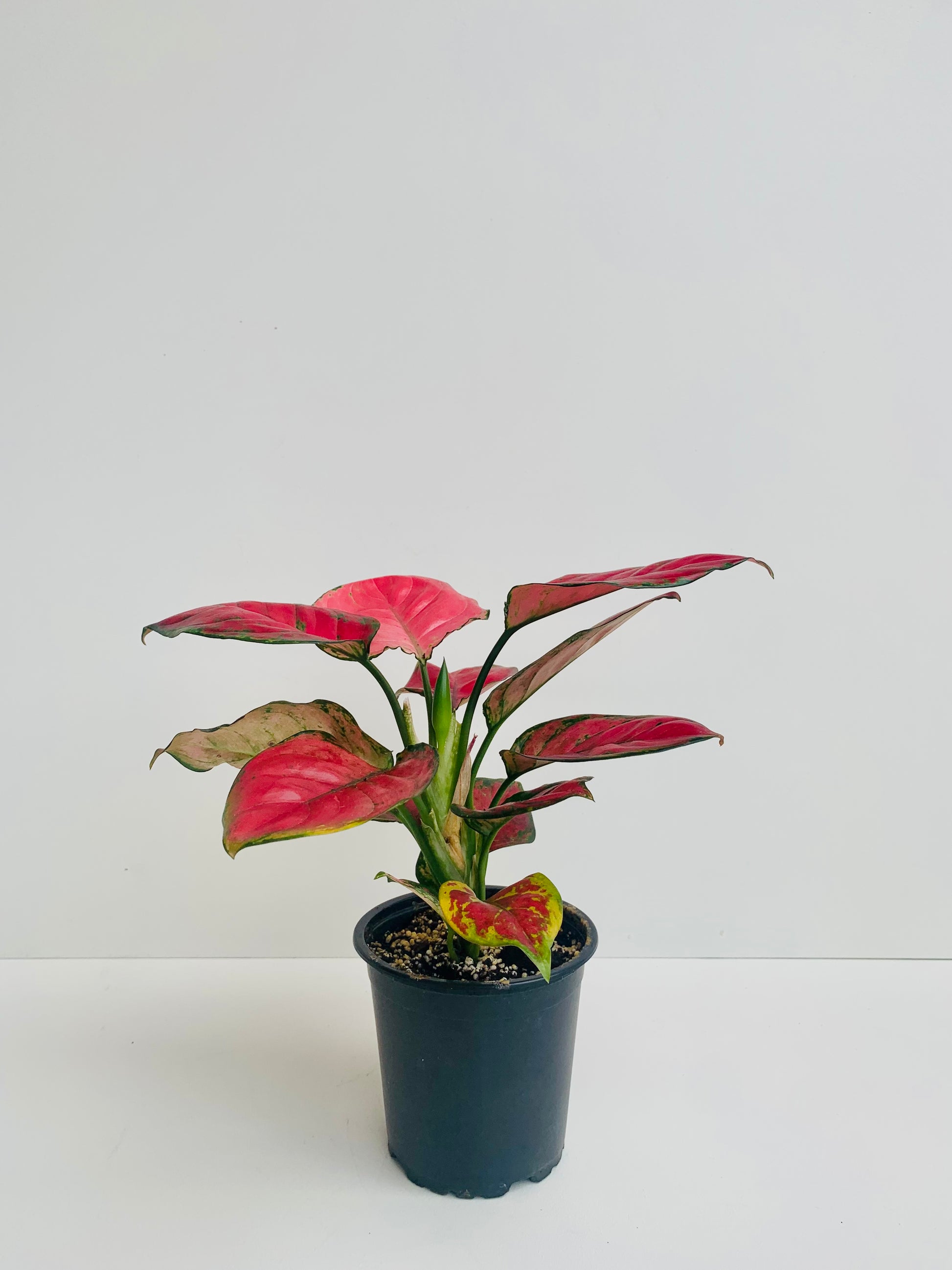 Aglaenoma Red Valentine 12CM - Urban Lush NZ