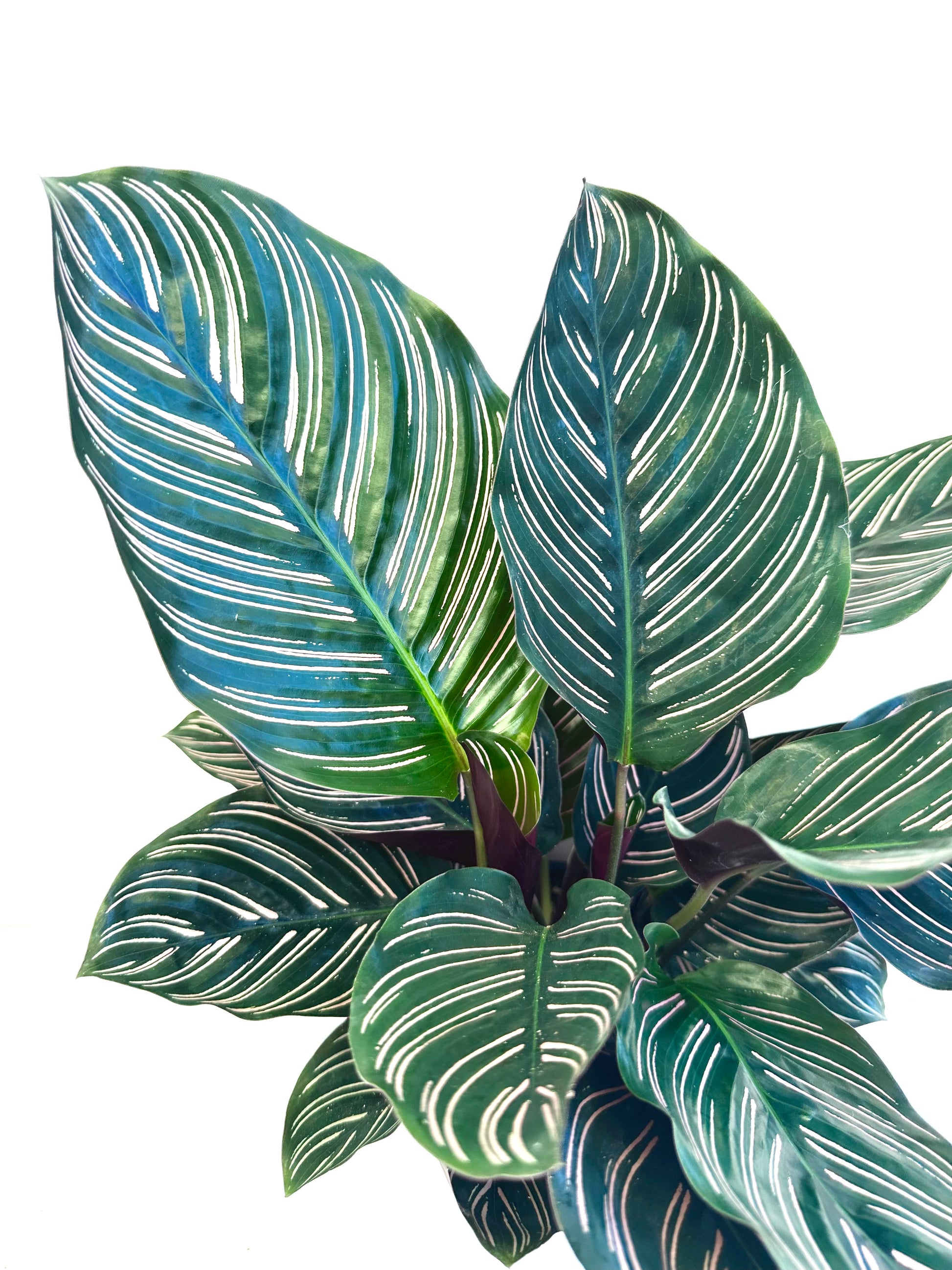 Calathea Ornata 12CM - Urban Lush NZ