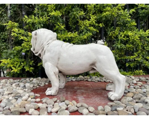 Bull Dog Statue Fibre Clay 42.5CMH - Urban Lush NZ