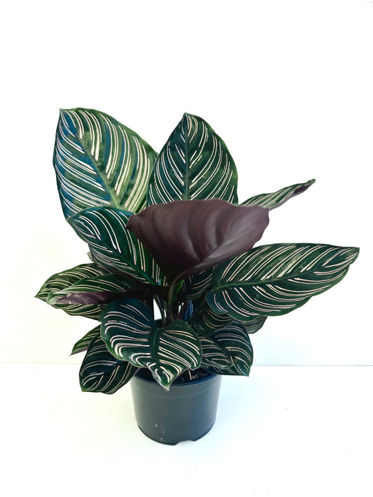 Calathea Ornata 14CM - Urban Lush NZ