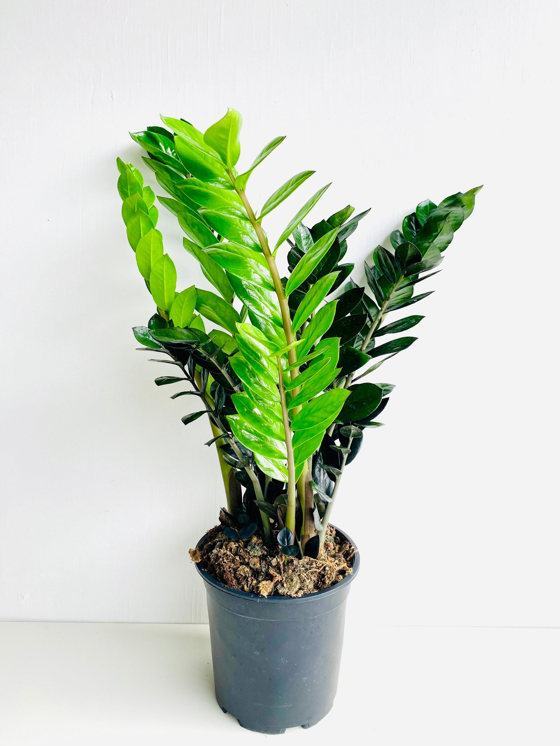ZZ Plant - Zamioculcas Zamiifolia Black Knight 23CM - Urban Lush NZ