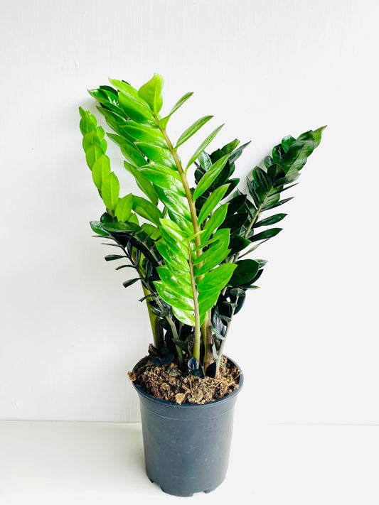 ZZ Plant - Zamioculcas Zamiifolia Black Knight 23CM - Urban Lush NZ
