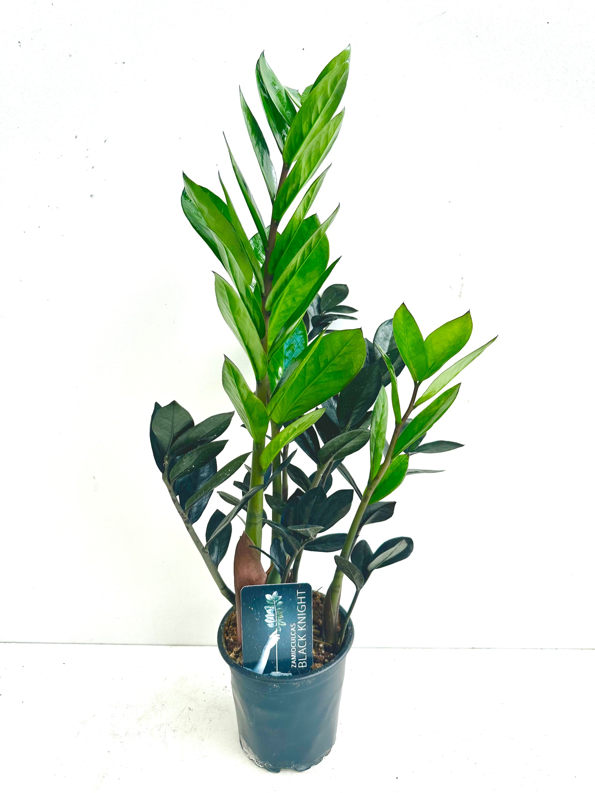 black knight zz plant ZZ Plant | Zamioculcas Zamiifolia Black Knight 12CM