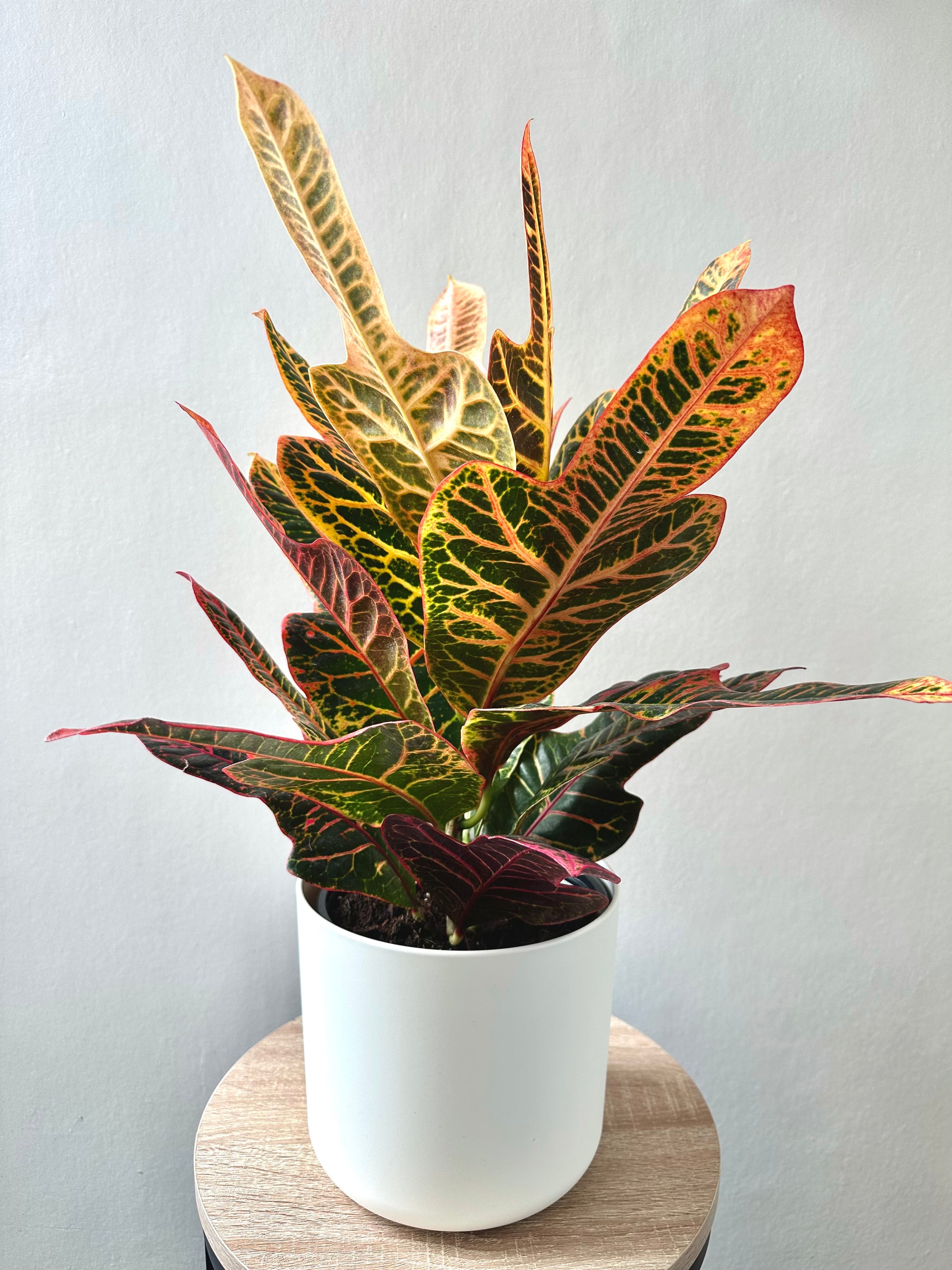 Croton Excellent 17cm - Urban Lush NZ