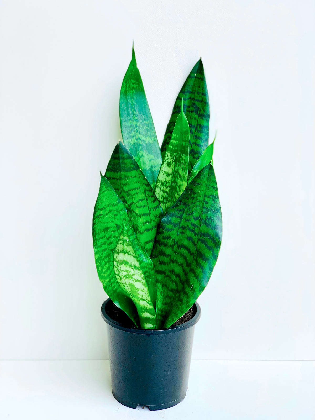 Sansevieria Futura Black Coral (Snake Plant) 14CM