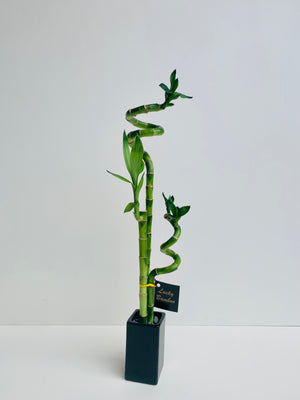 Lucky Bamboo Double - Urban Lush NZ