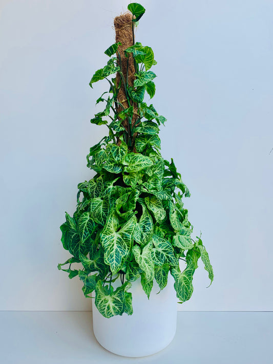 Syngonium Batik 18cm - Urban Lush NZ