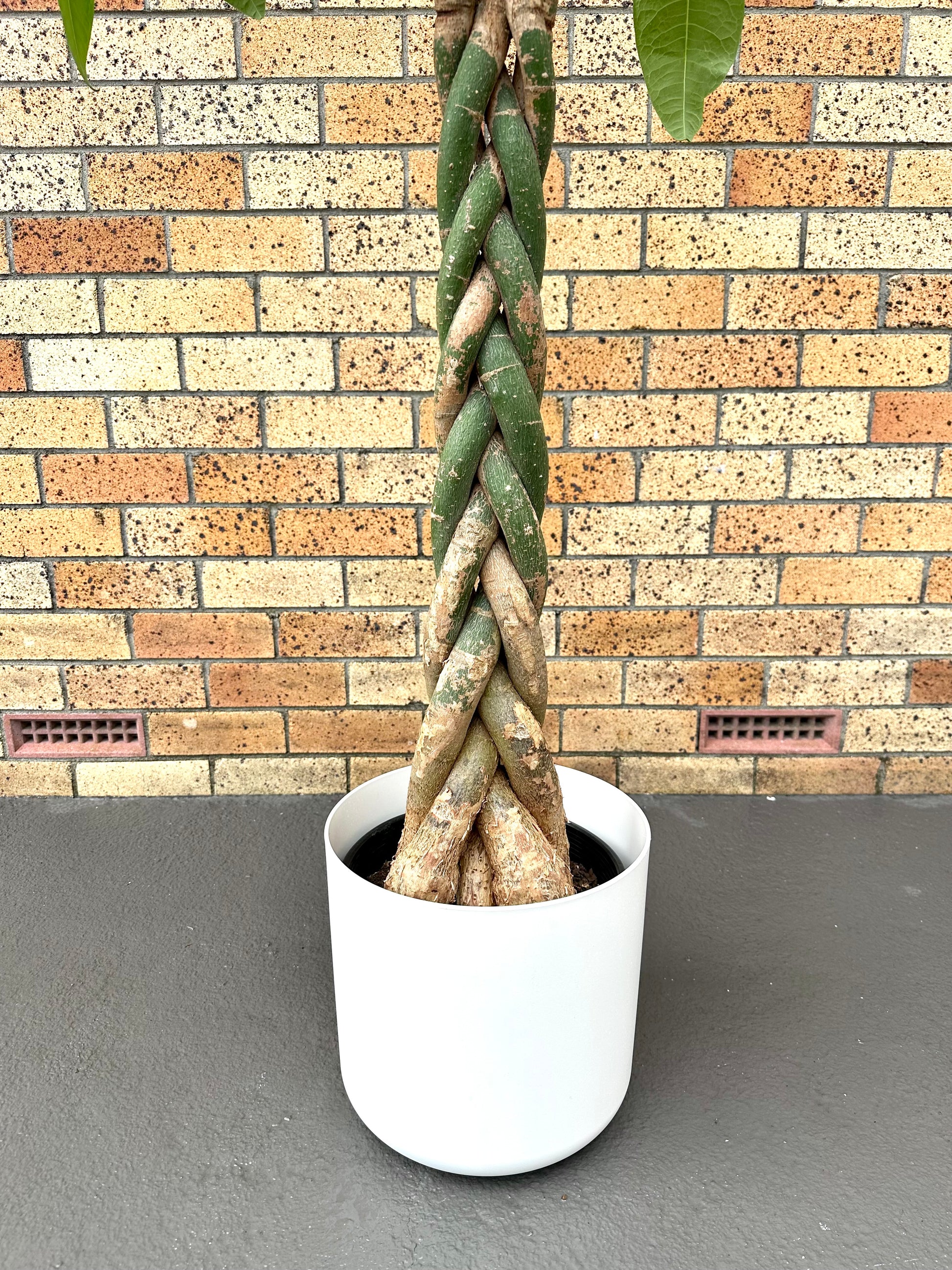 Pachira Braided (Money Tree) Large 8L - Urban Lush NZ
