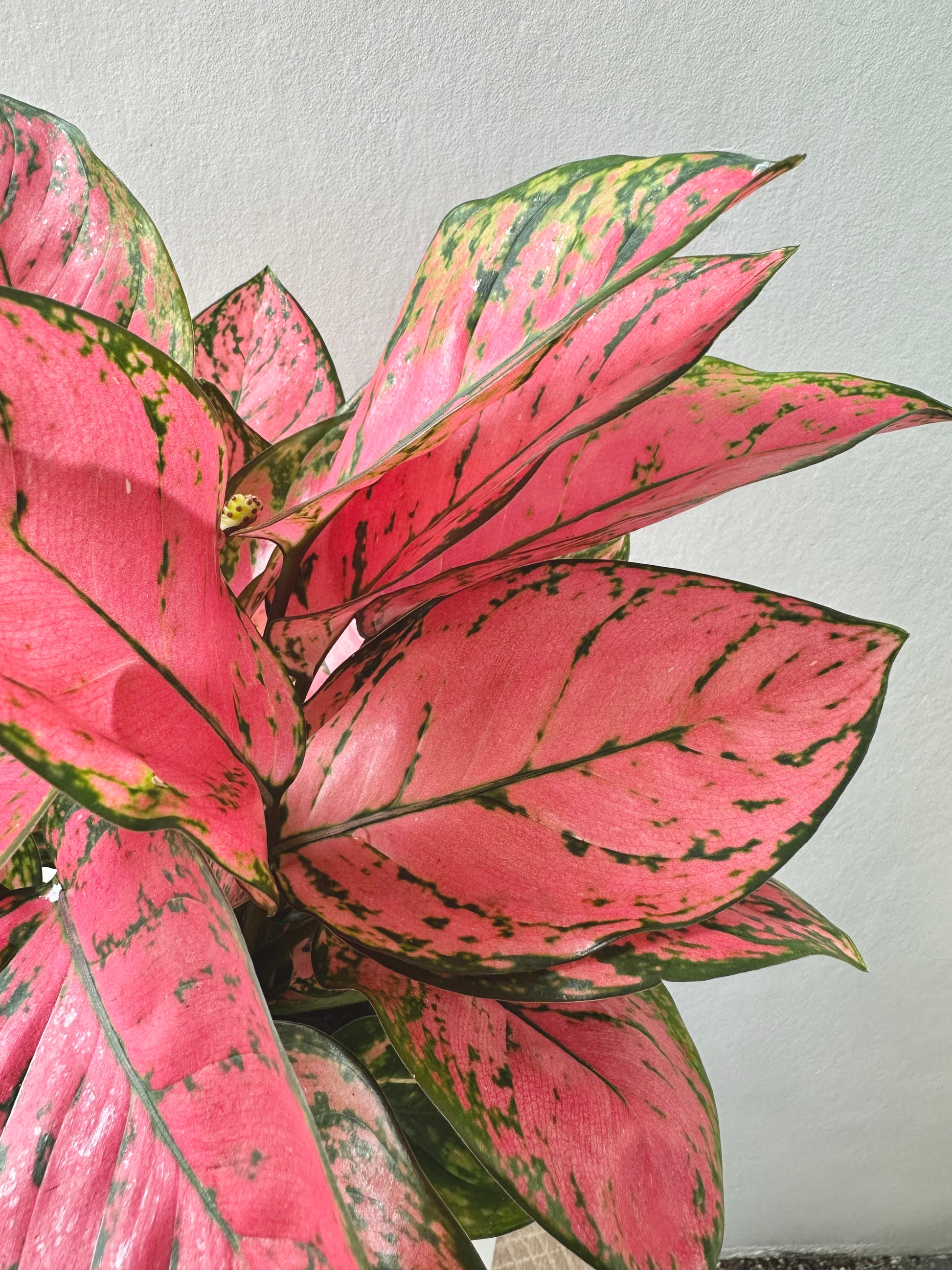 Aglaonema Red Lady 17cm - Urban Lush NZ