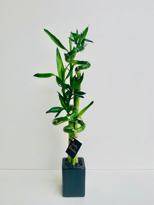 Lucky Bamboo Small - Urban Lush NZ