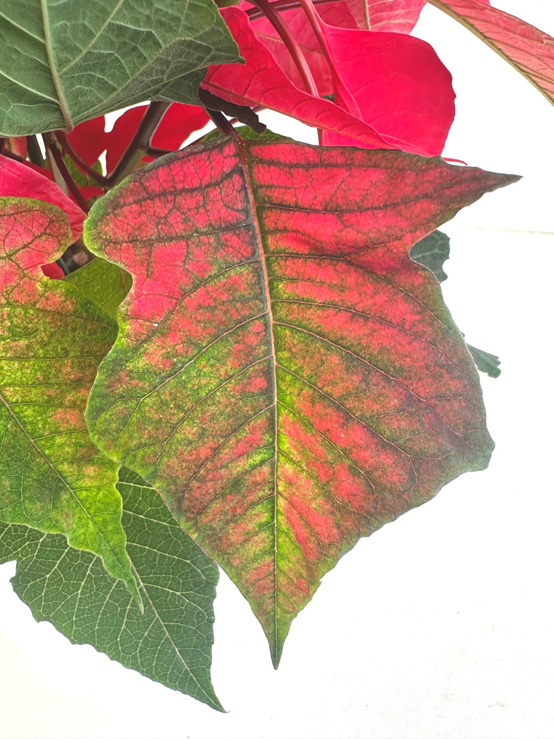 Poinsettia 12CM - Urban Lush NZ