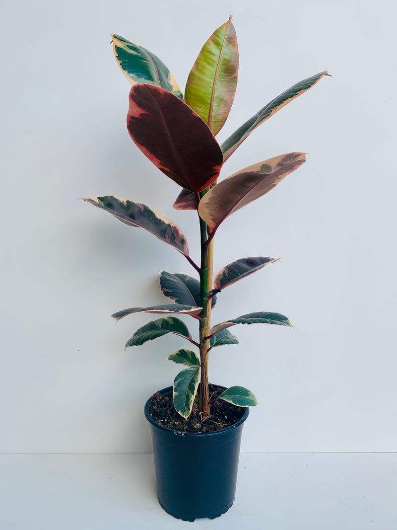 Ficus Ruby 2.5L - Urban Lush NZ