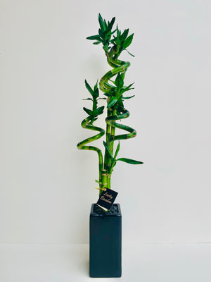 Lucky Bamboo Large - Urban Lush NZ