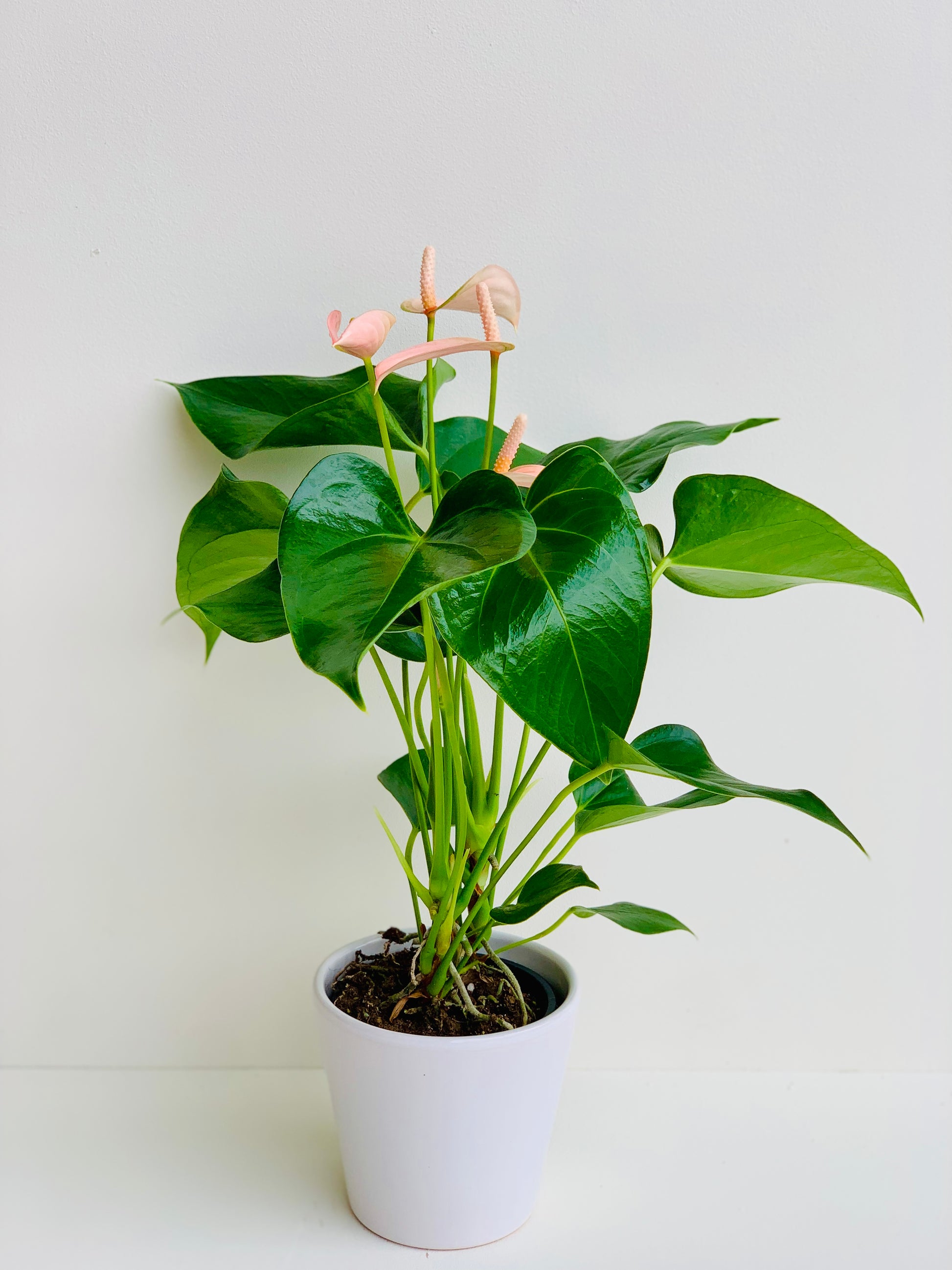 Anthurium Assorted Ceramic in 9cm - Urban Lush NZ
