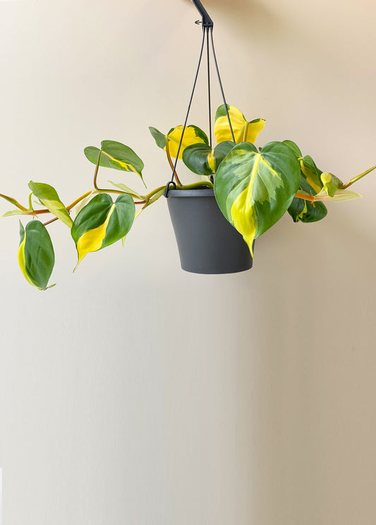 Philodendron Brasil basket 17CM