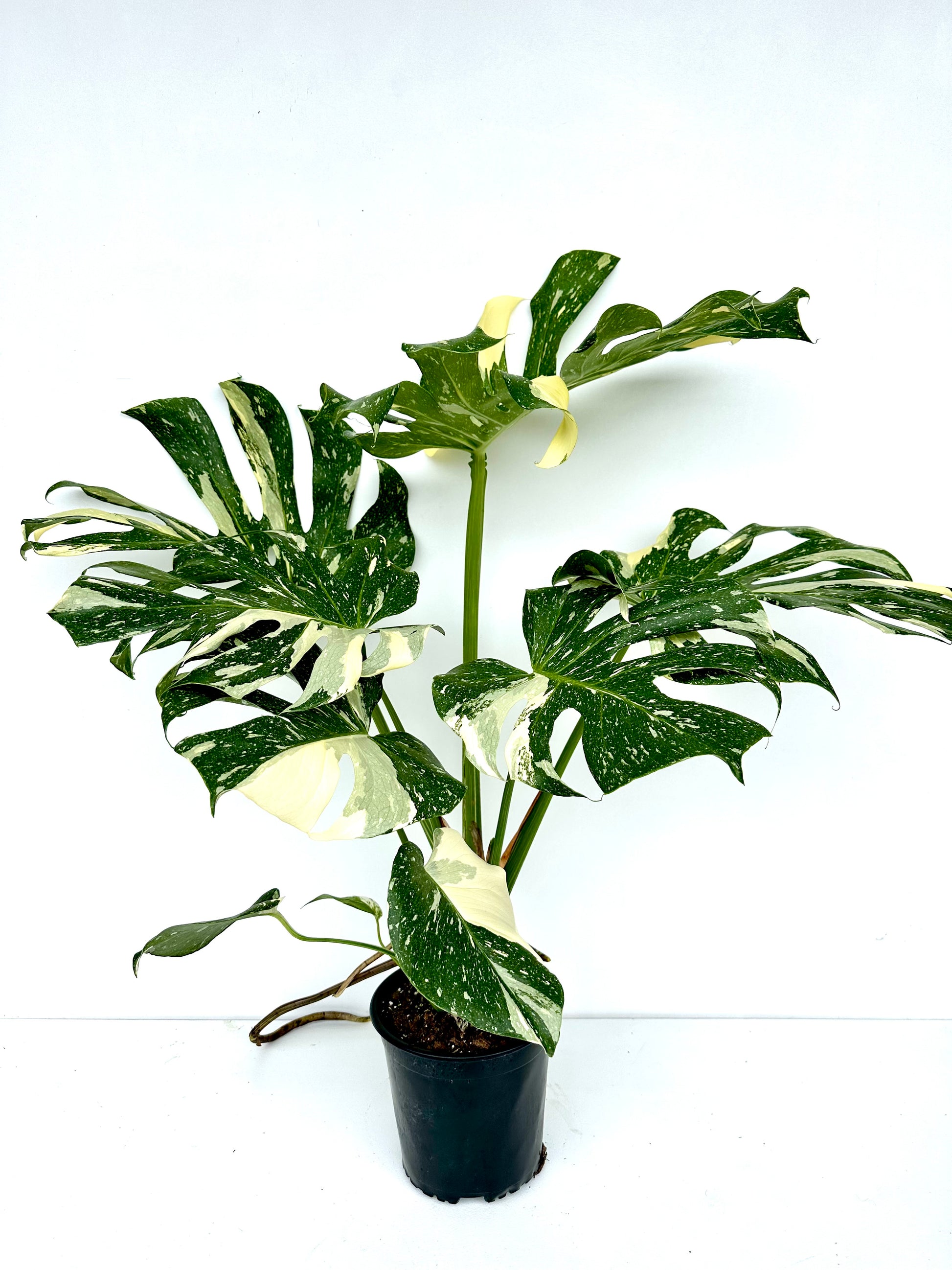 Thai Monstera Deliciosa 17CM - Urban Lush NZ