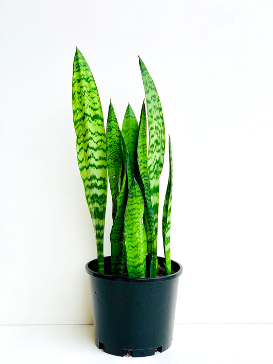 Sansevieria Black Coral (Snake Plant) 4.5L - Urban Lush NZ