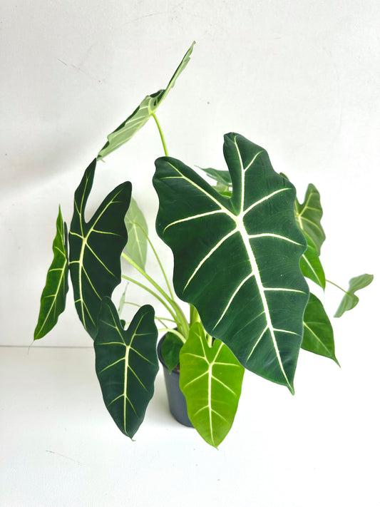 Alocasia Frydek 17cm - Urban Lush NZ