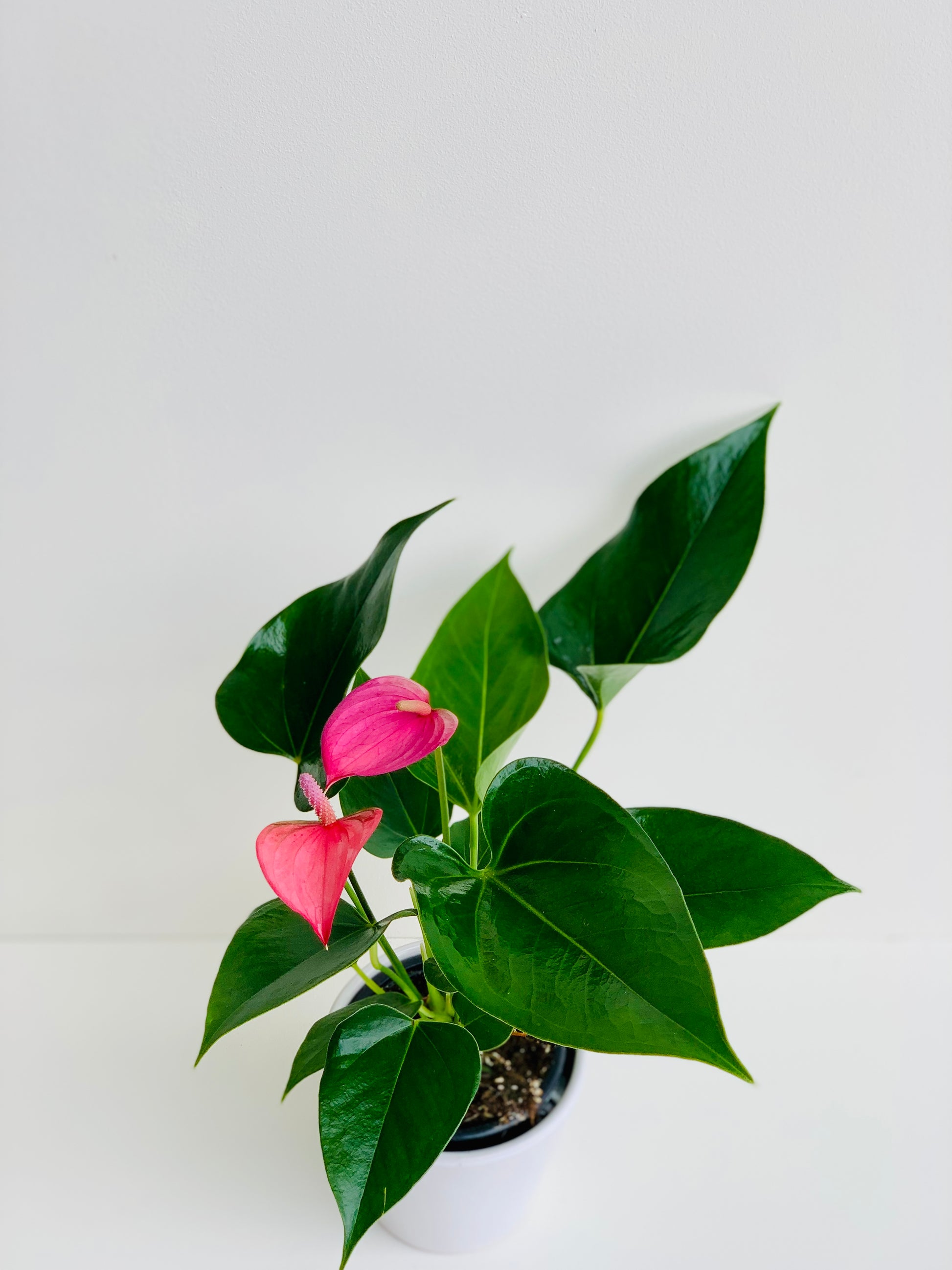 Anthurium Assorted Ceramic in 9cm - Urban Lush NZ
