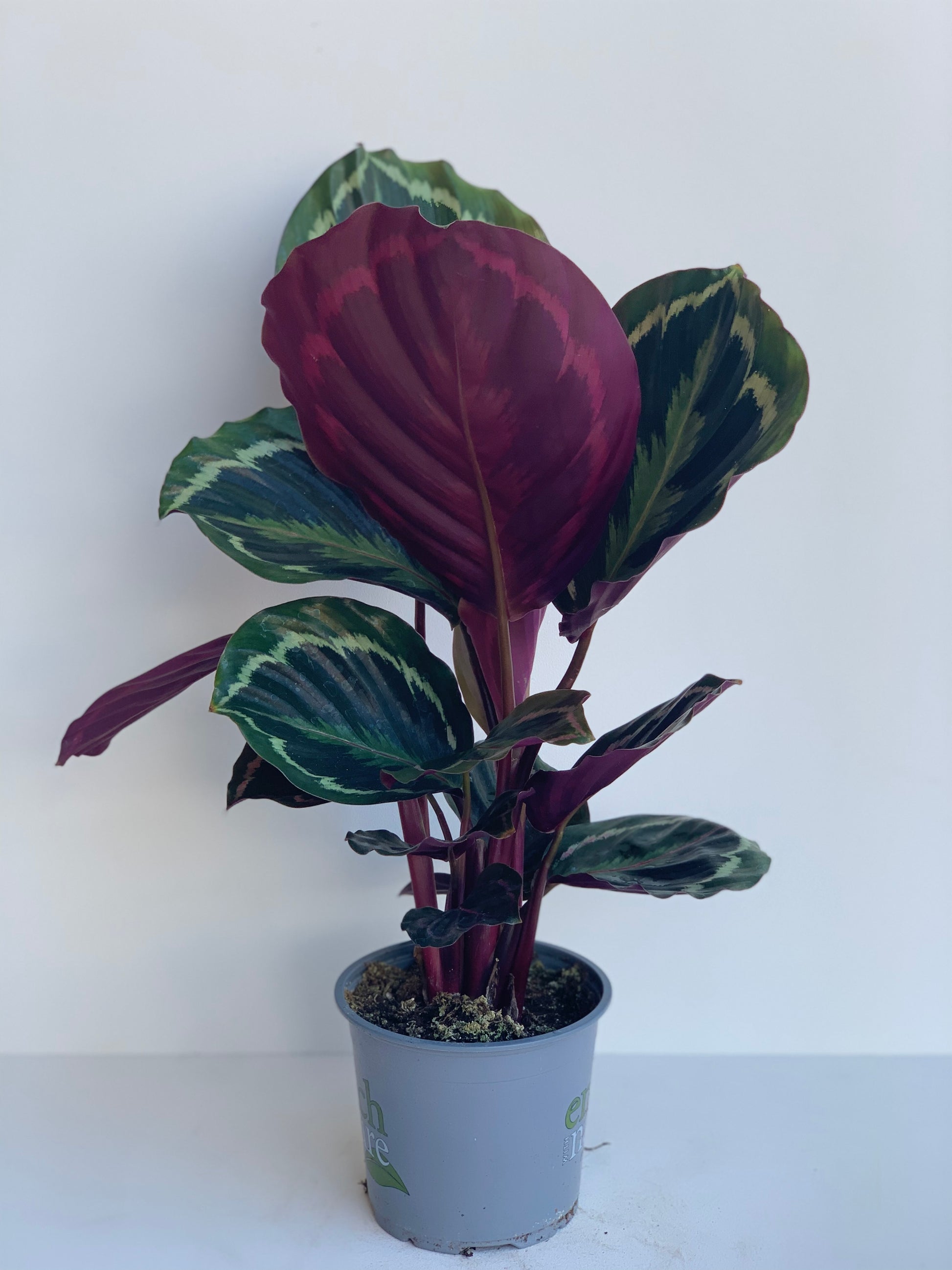 Calathea Shinestar 12cm - Urban Lush NZ