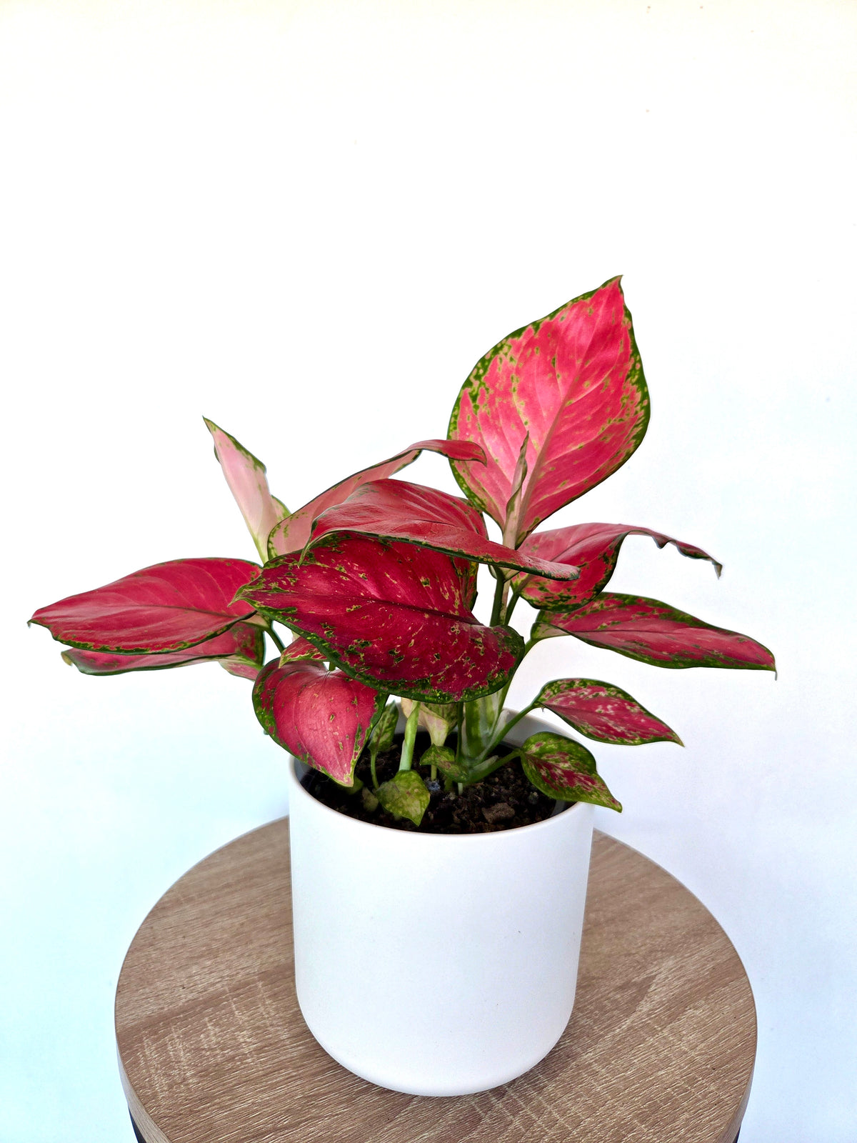 Aglaonema Rich Red 12CM