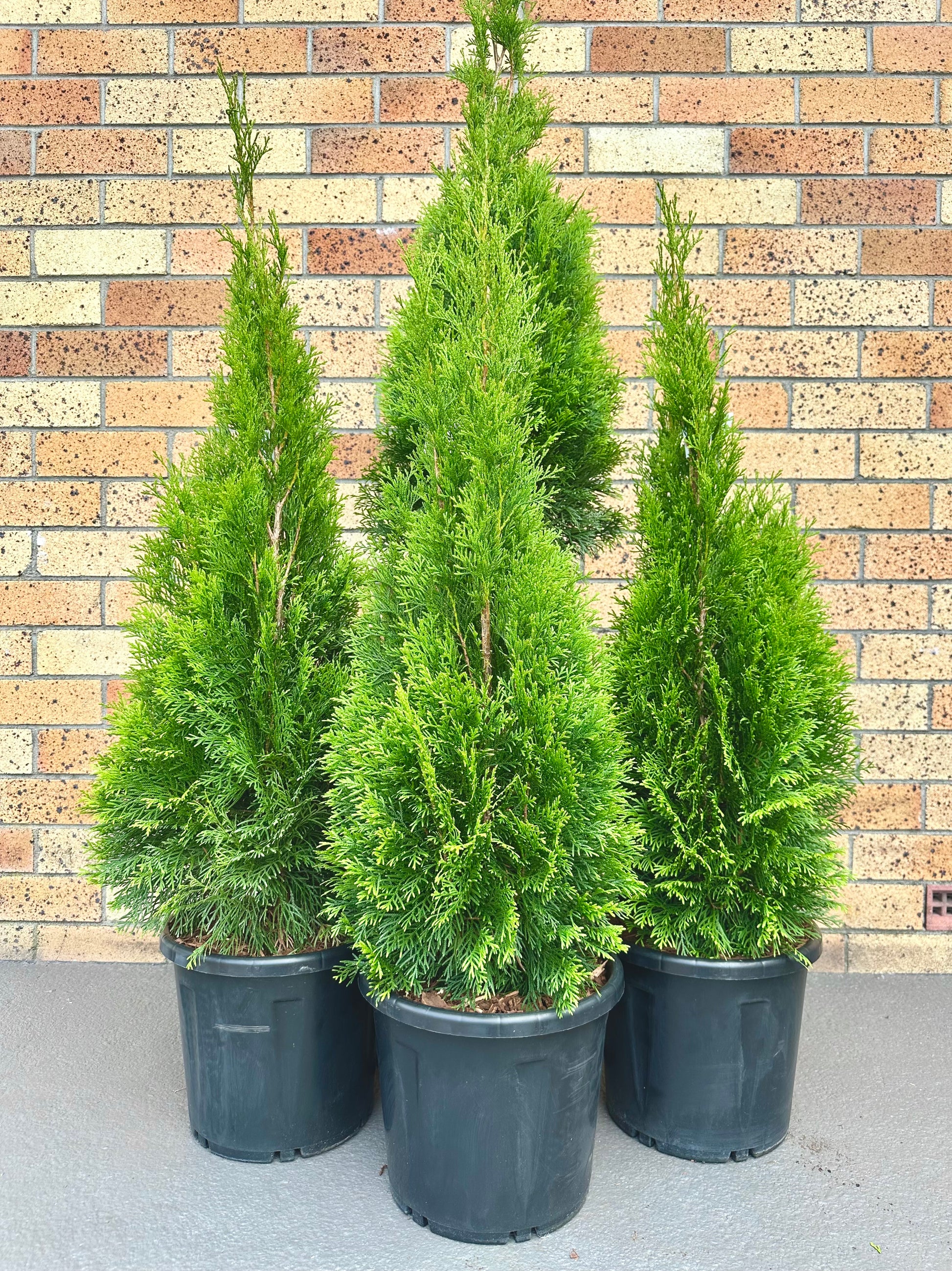 Thuja Smaragd 10L - Urban Lush NZ