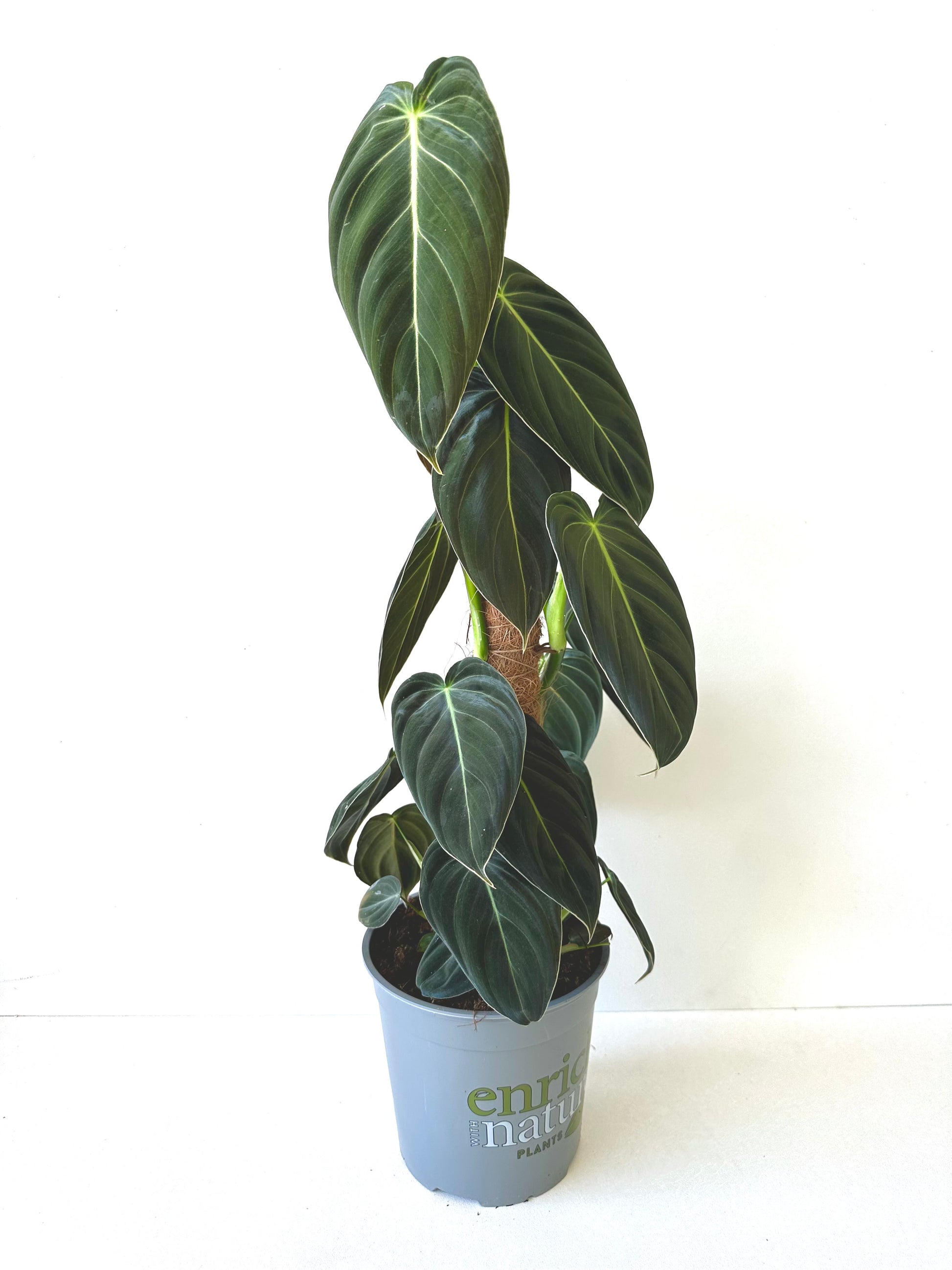 Philodendron Melanochrysum 17CM - Urban Lush NZ