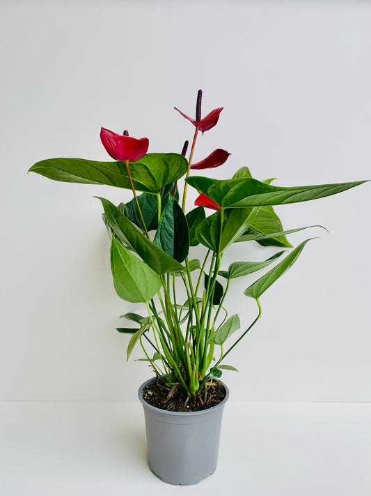 Anthurium Red Buggati 15CM - Urban Lush NZ