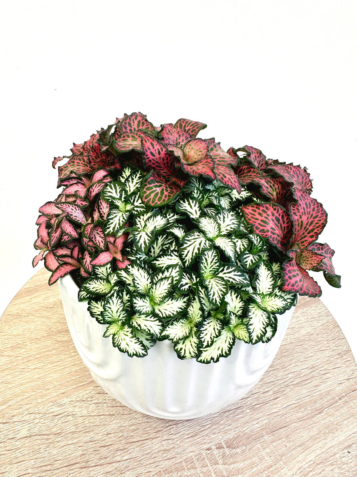 Fittonia Assorted 14CM