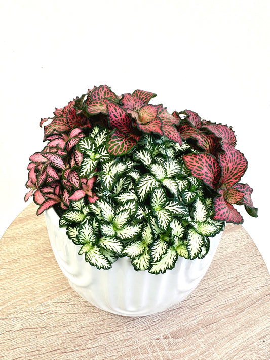 Fittonia Assorted 14CM - Urban Lush NZ