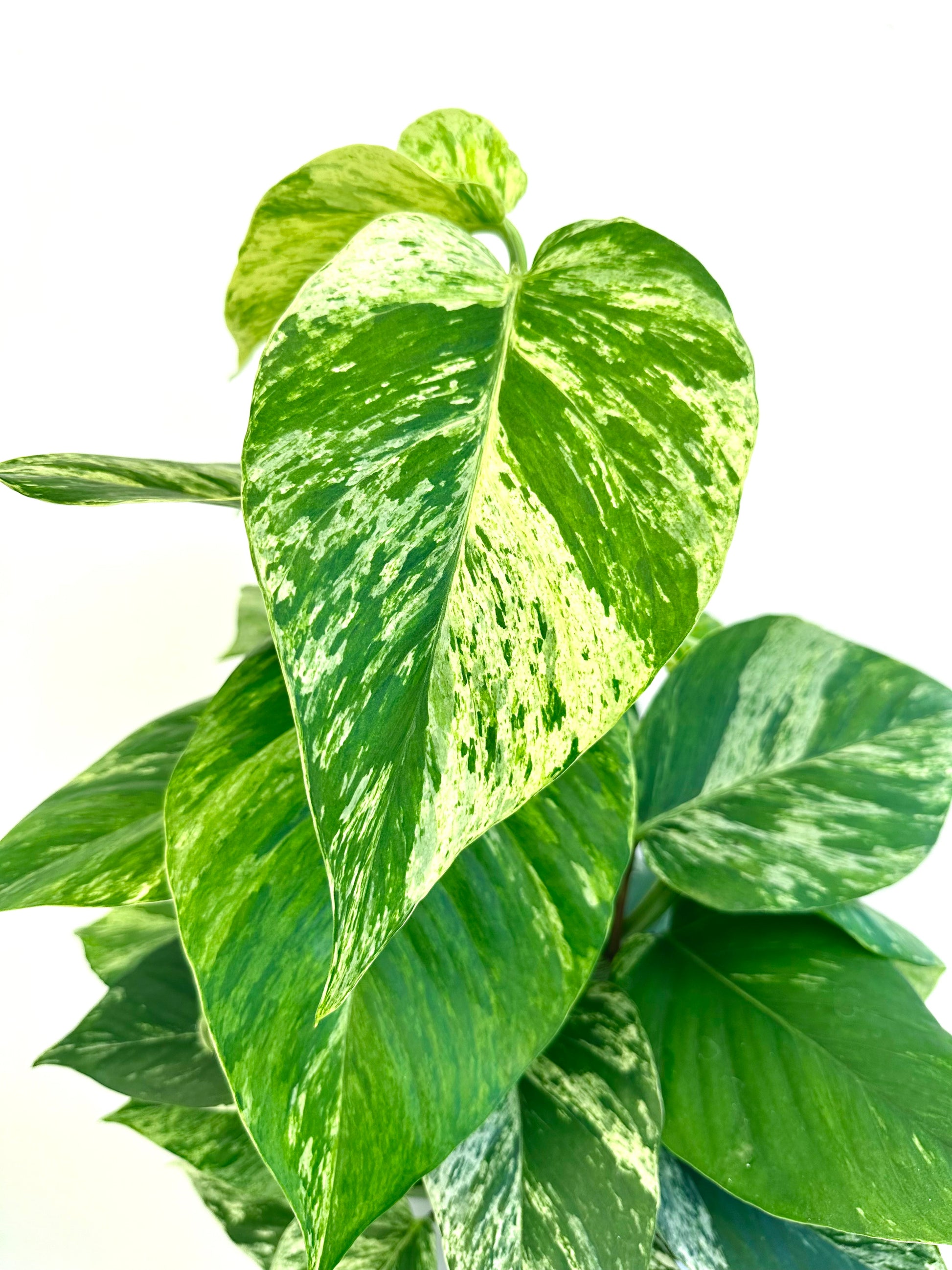 Epipremnum ‘Marble Queen’ on Pole 18CM - Urban Lush NZ