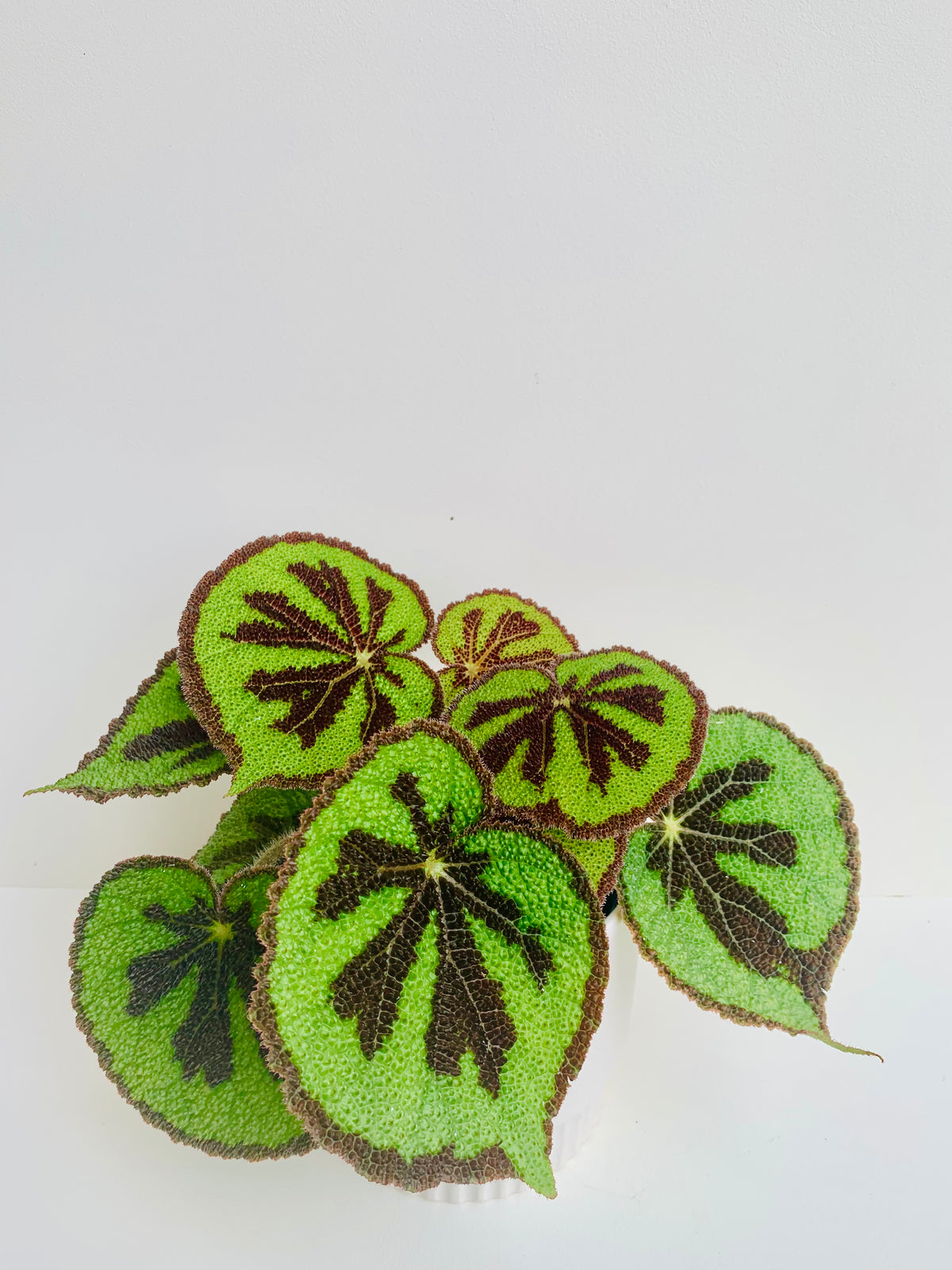 Begonia Mosoniana Mountain 14cm - Urban Lush NZ