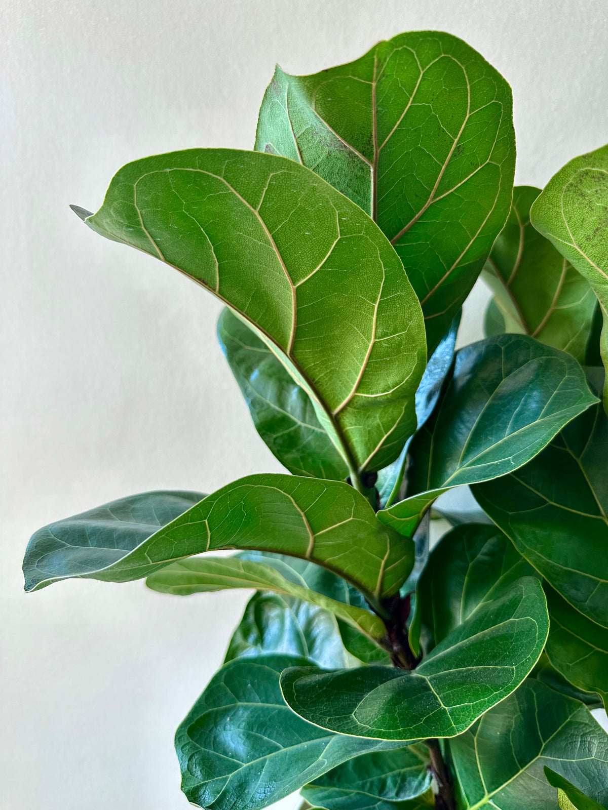 Fiddle Leaf Fig - Ficus Lyrata (Bambino) 17cm