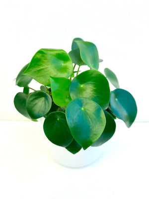 Peperomia Rain Drop 12CM