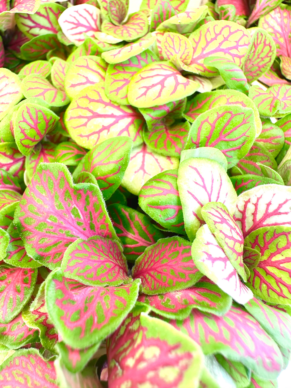 Fittonia Assorted in Ceramics 9CM