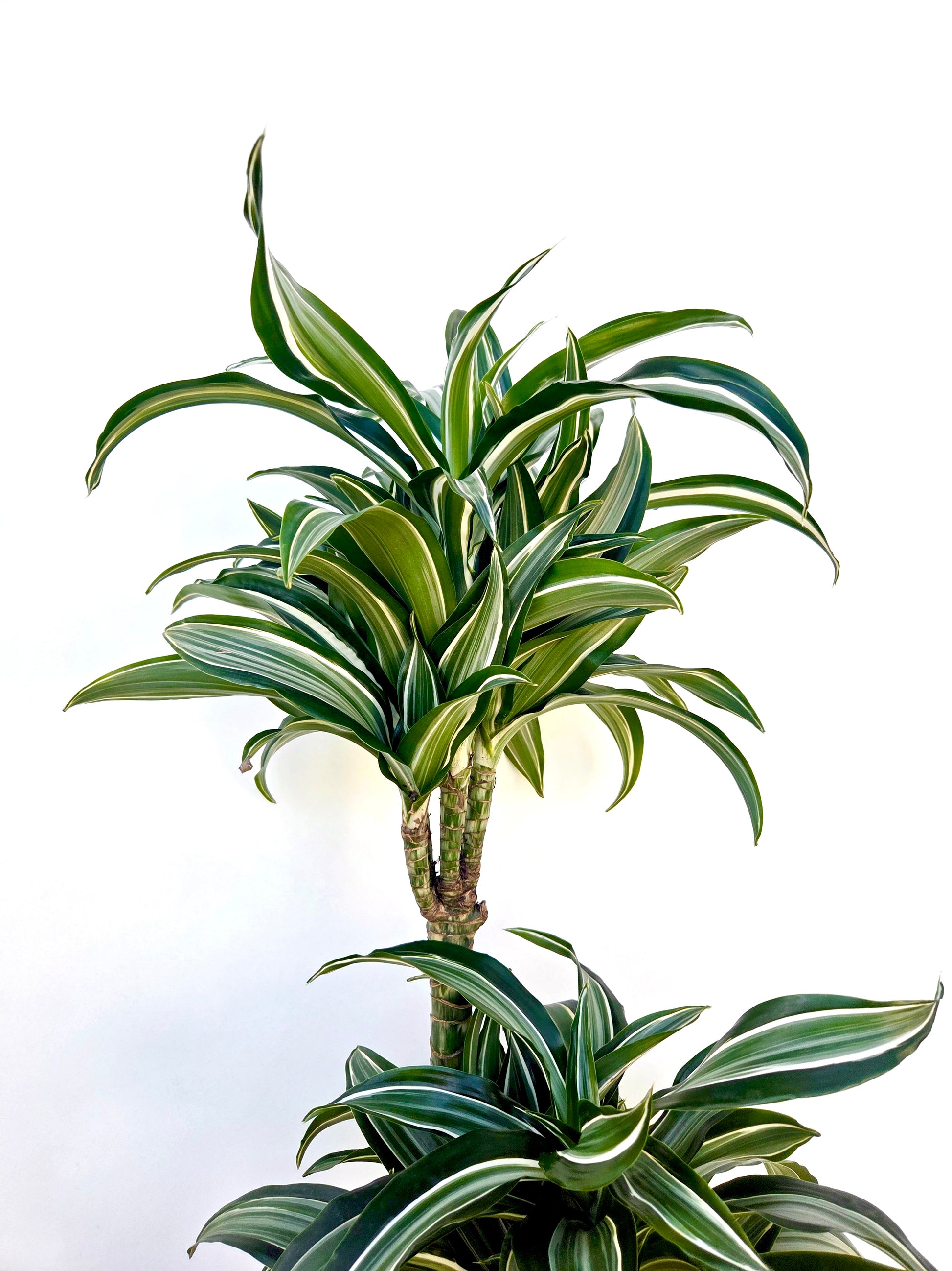 jade jewel dracaena Dracaena Jade Jewel Triple Planted 4.5L – Urban Lush NZ