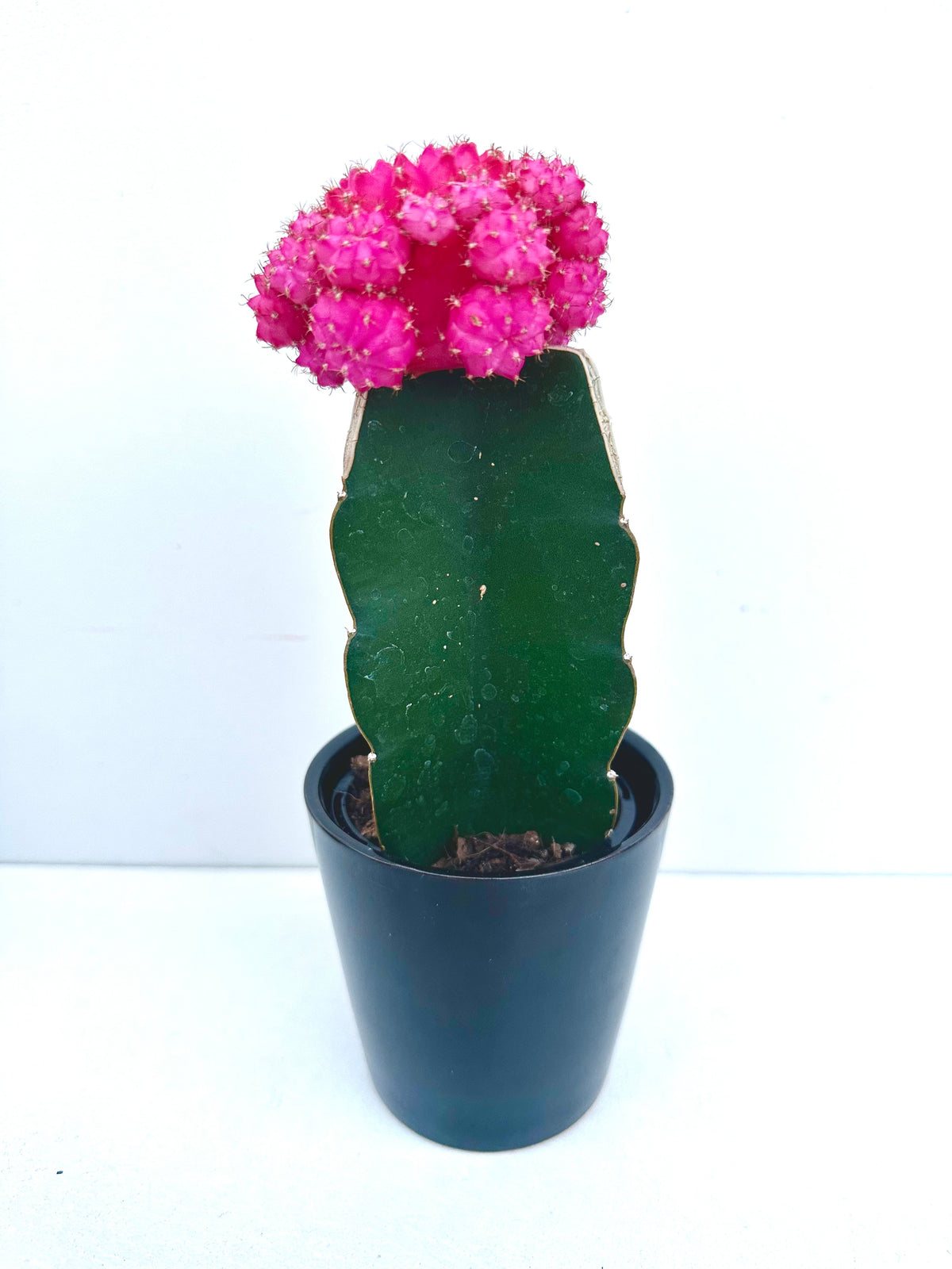 Grafted Cactus in Ceramics